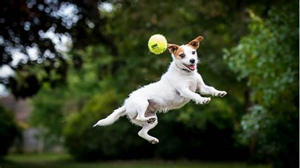 Pet Photo Tips For Active Animals