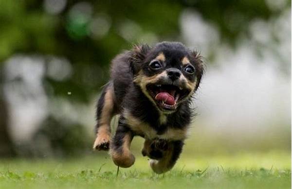 Photographing Energetic Animal Behaviors