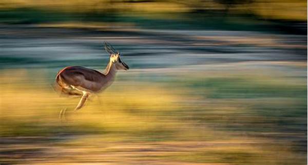 Techniques For Active Animal Photography