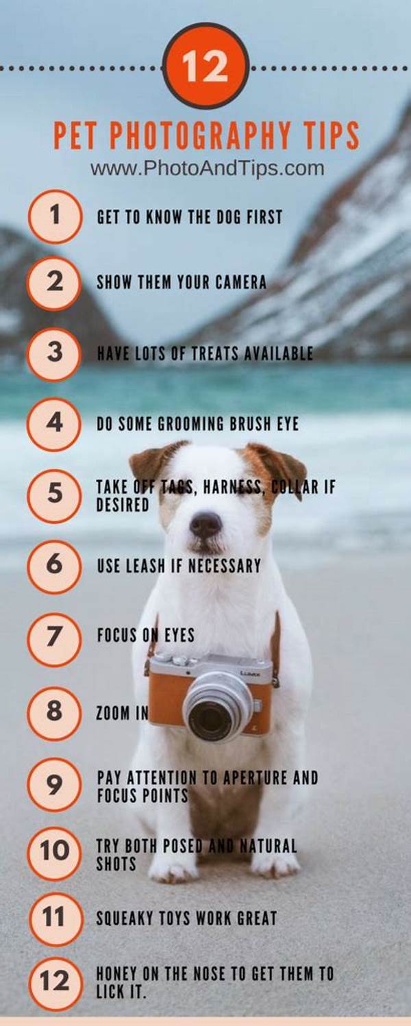 Tips For Photographing Moving Pets
