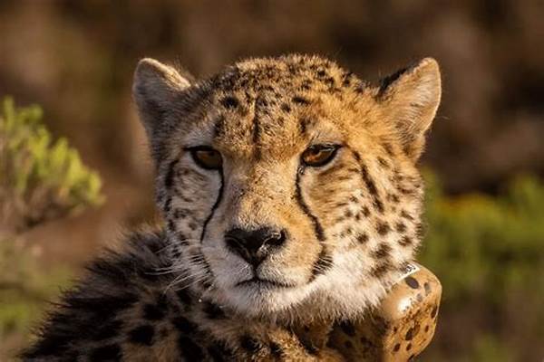 Wildlife Photography Of Energetic Creatures