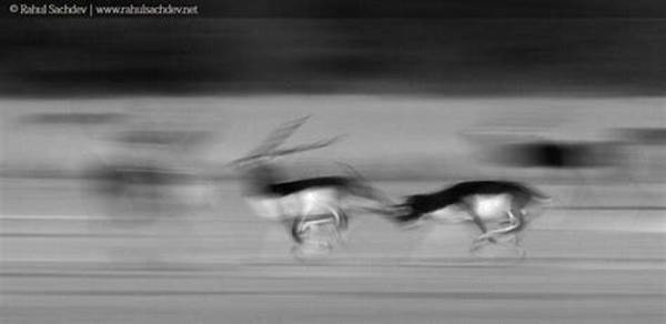 Creative Wildlife Motion Photography Ideas