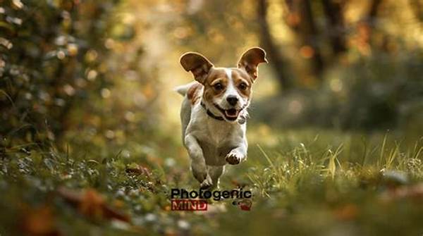 Efficient Pet Photography Ideas
