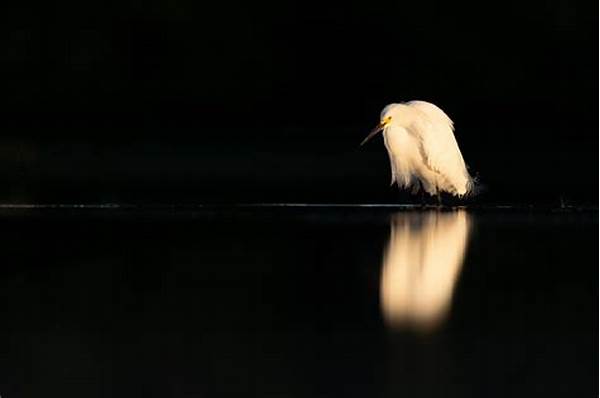 Negative Space In Wildlife Images