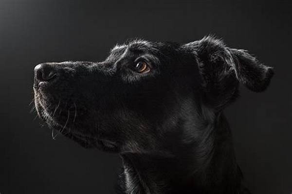 Studio Lighting For Pet Portraits